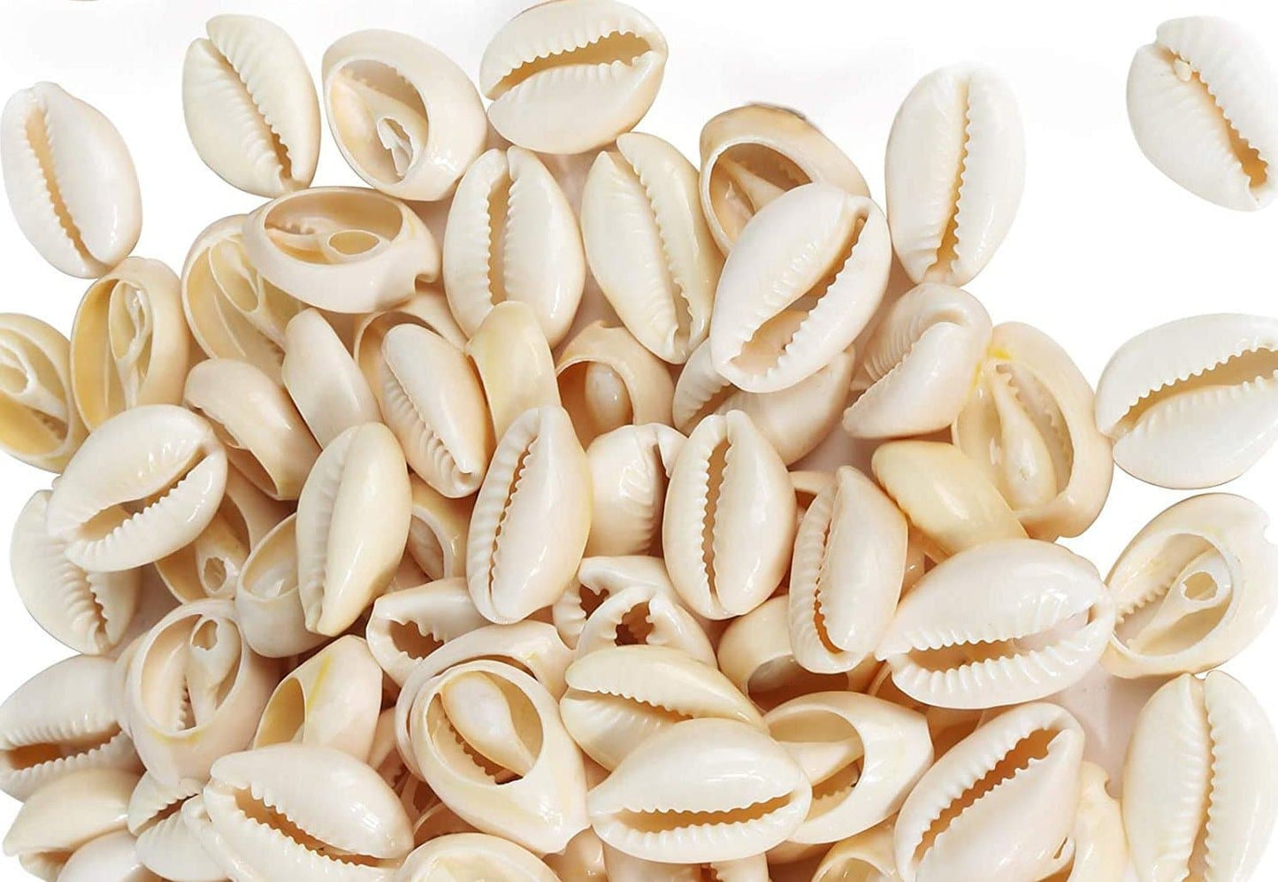 144 Magic Gold Shell Beads - Small Ivory #7002  - Dollar Deals