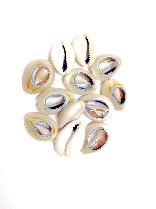 120 Magic Gold Shell Beads - Large Dark Ivory #6999